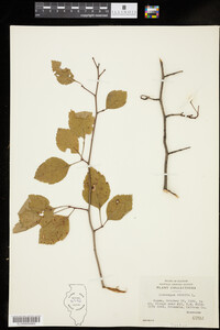 Crataegus viridis image