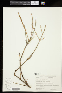 Image of Abeliophyllum distichum