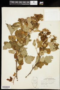 Physocarpus opulifolius image