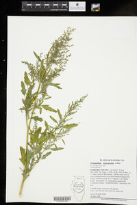 Chenopodium missouriensis image
