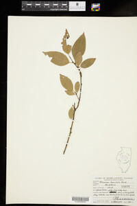 Rhamnus lanceolata image