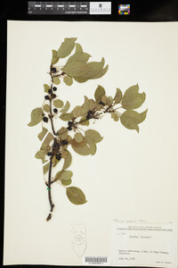 Image of Rhamnus japonica