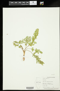 Daucus carota image