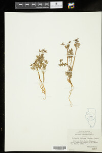 Erigenia bulbosa image