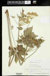 Heracleum lanatum image