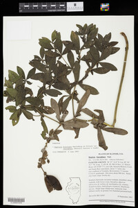 Baptisia leucophaea image