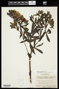 Baptisia bracteata image
