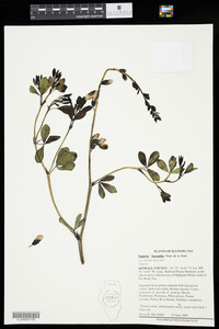 Baptisia leucantha image