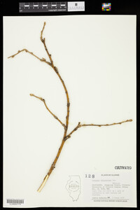 Caragana arborescens image