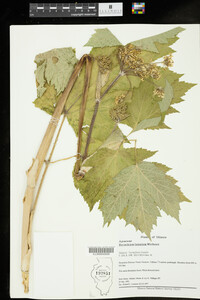 Heracleum lanatum image
