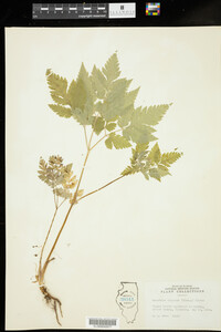 Osmorhiza claytoni image