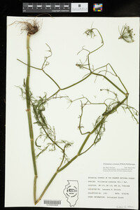 Ptilimnium costatum image