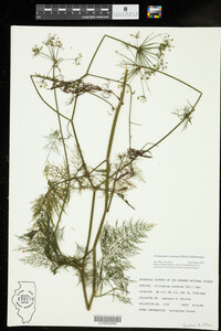 Ptilimnium costatum image