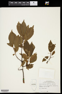 Prunus americana var. americana image