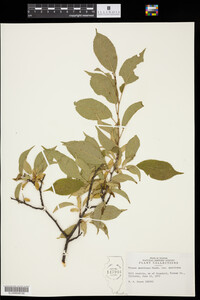 Prunus americana var. americana image