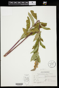 Teucrium canadense var. occidentale image