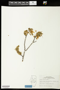 Prunus salicina image