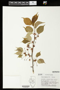 Prunus sargentii image