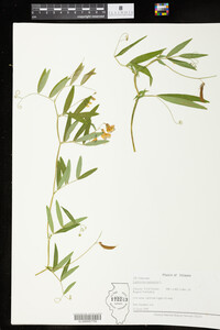 Lathyrus palustris image