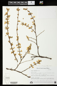 Prunus tomentosa image