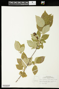Prunus virginiana f. deamii image