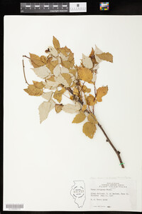 Rubus sachalinensis var. sachalinensis image