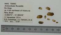 Anticorbula fluviatilis image