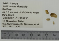 Anticorbula fluviatilis image