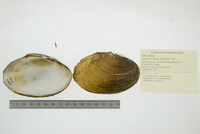 Image of Lampsilis cardium