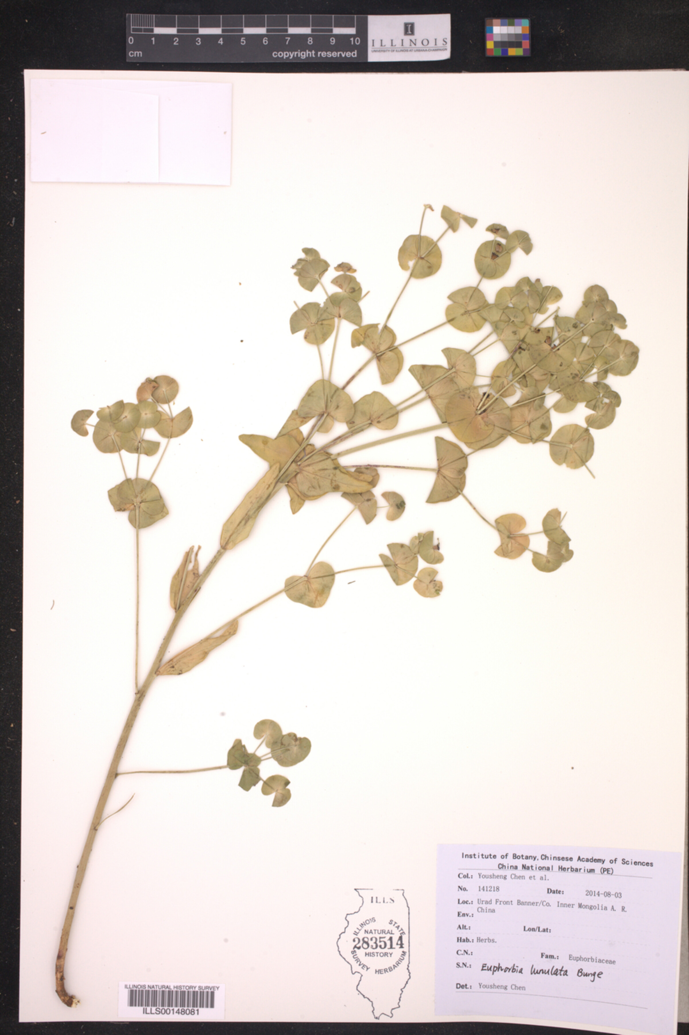 Euphorbia lunulata image