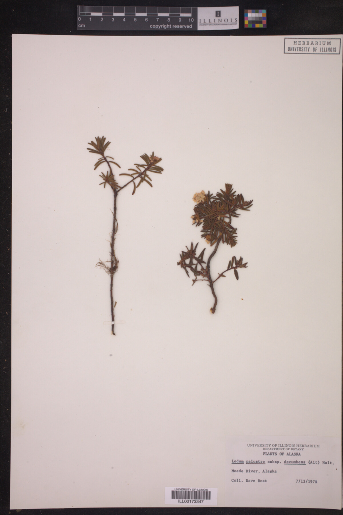 Ledum palustre ssp. decumbens image