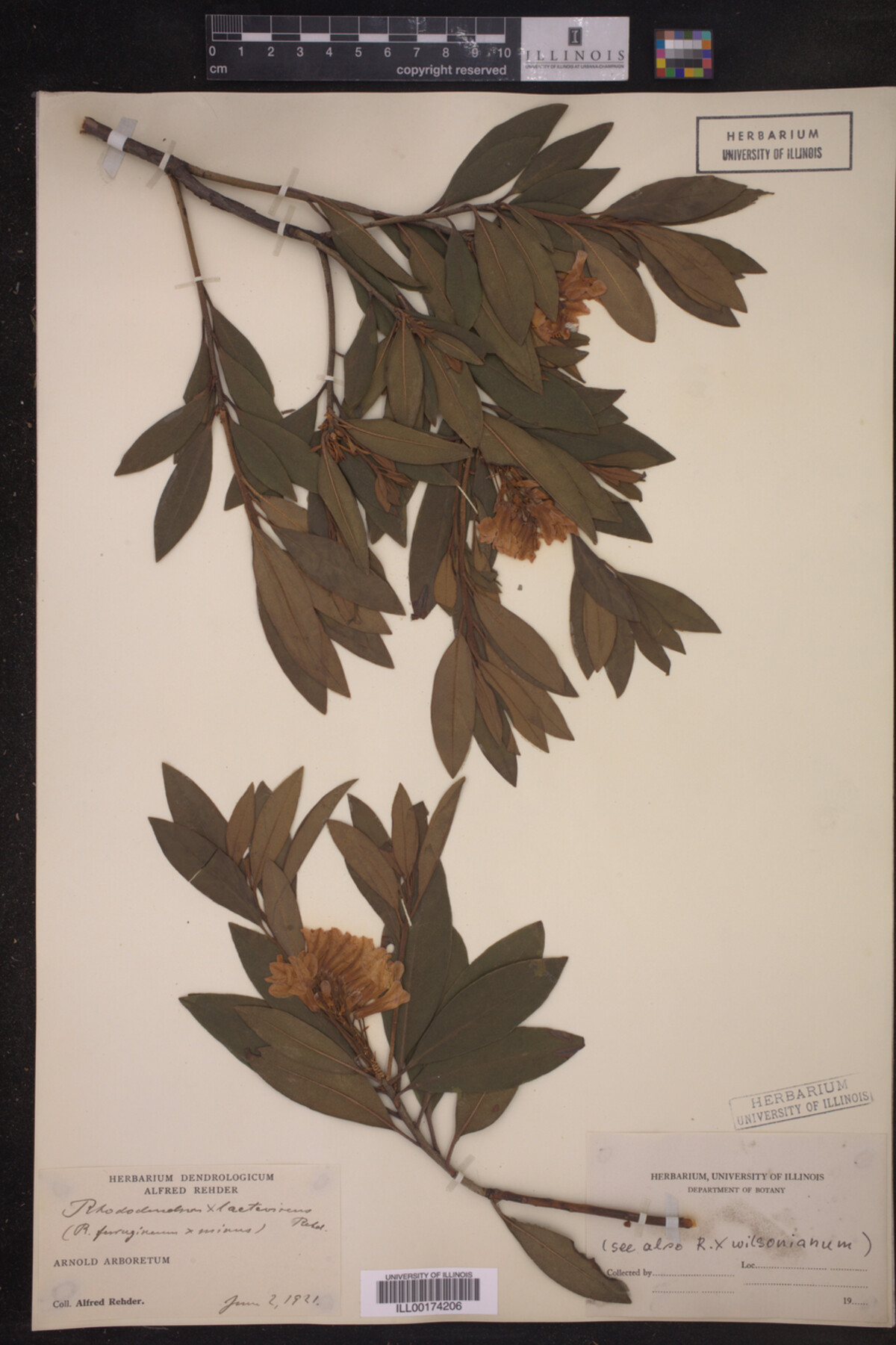 Rhododendron X laetevirens image