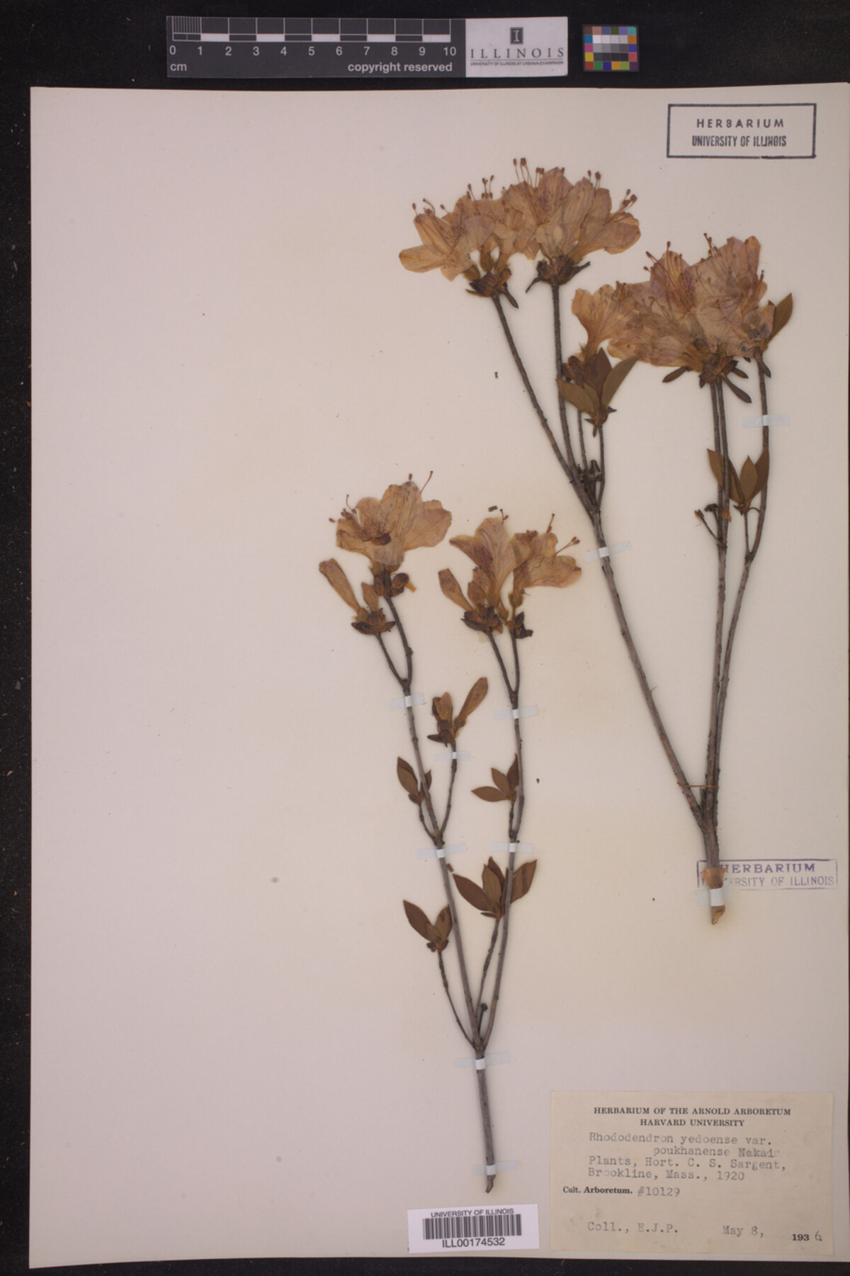 Rhododendron yedoense var. poukhanense image