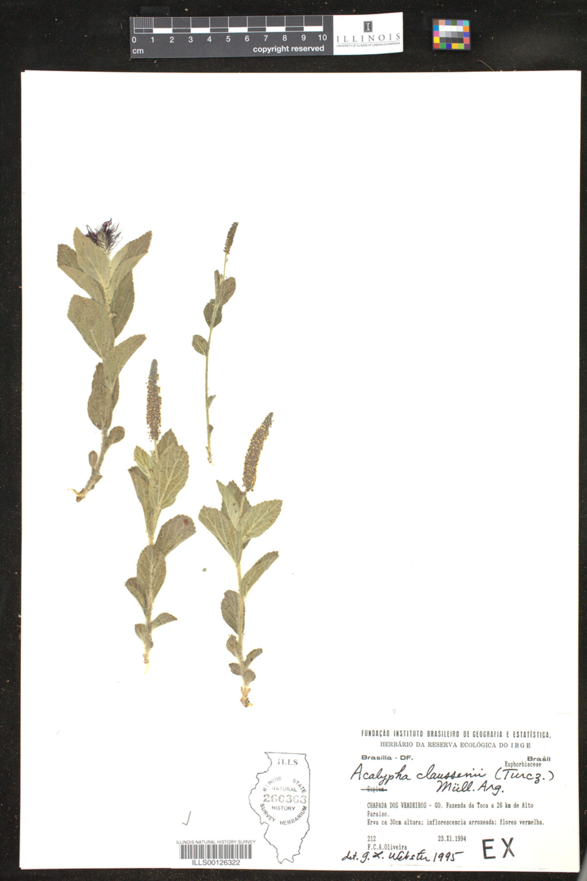 Acalypha claussenii image