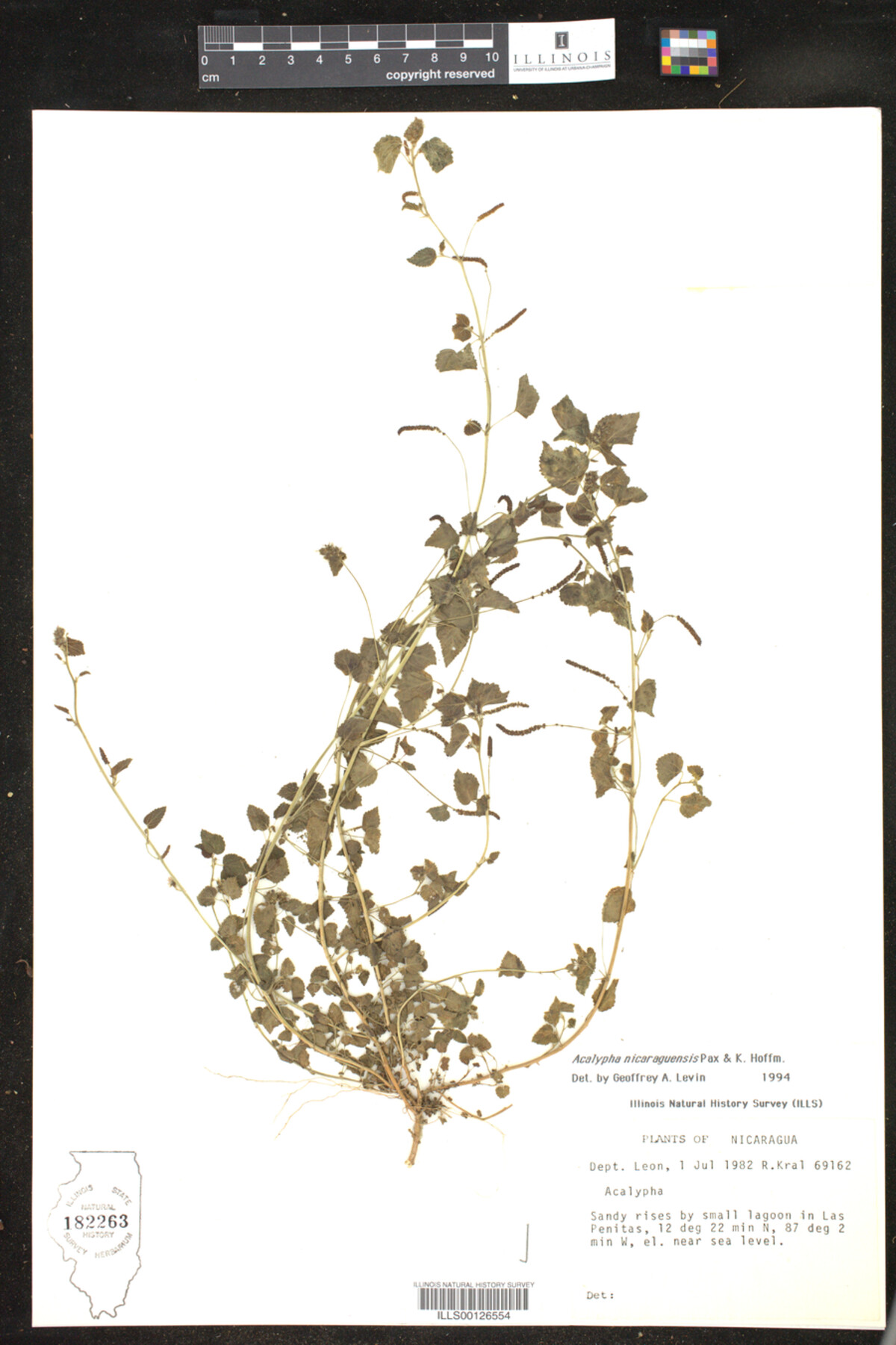 Acalypha nicaraguensis image
