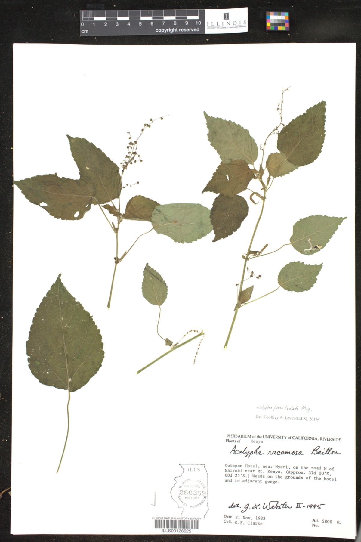 Acalypha paniculata image