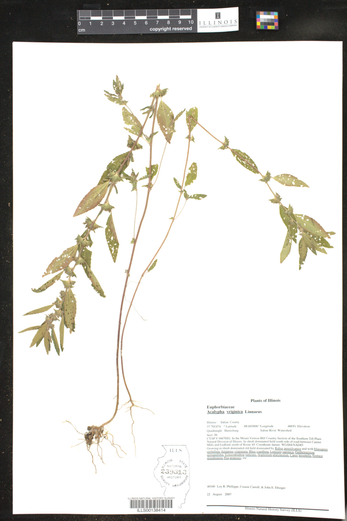 Acalypha vriginica image