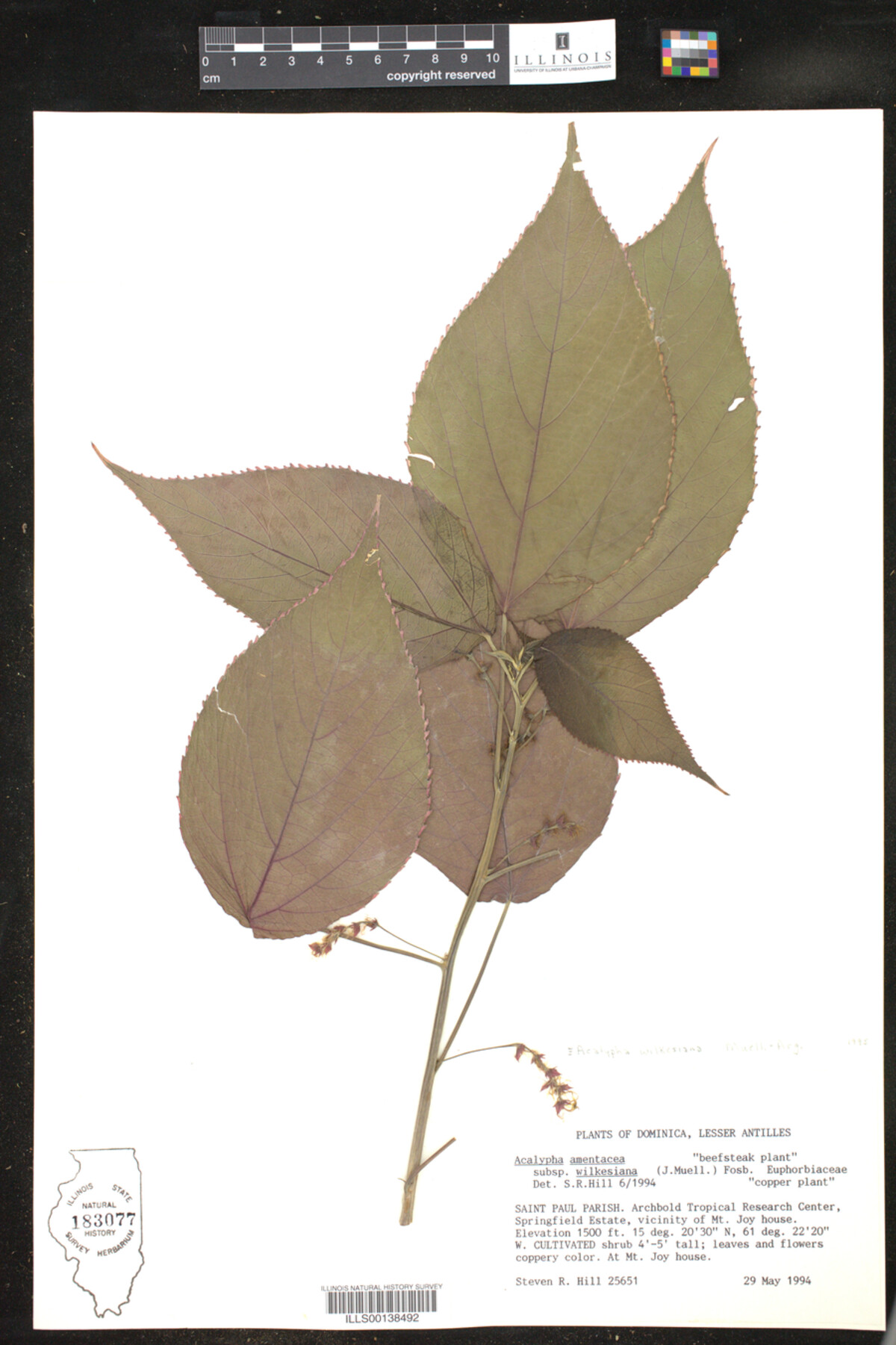 Acalypha wilkensiana image