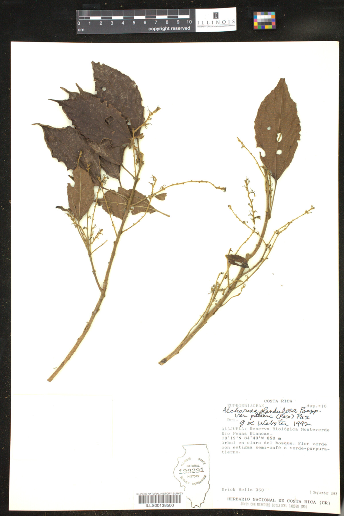Alchornea glandulosa var. pittieri image
