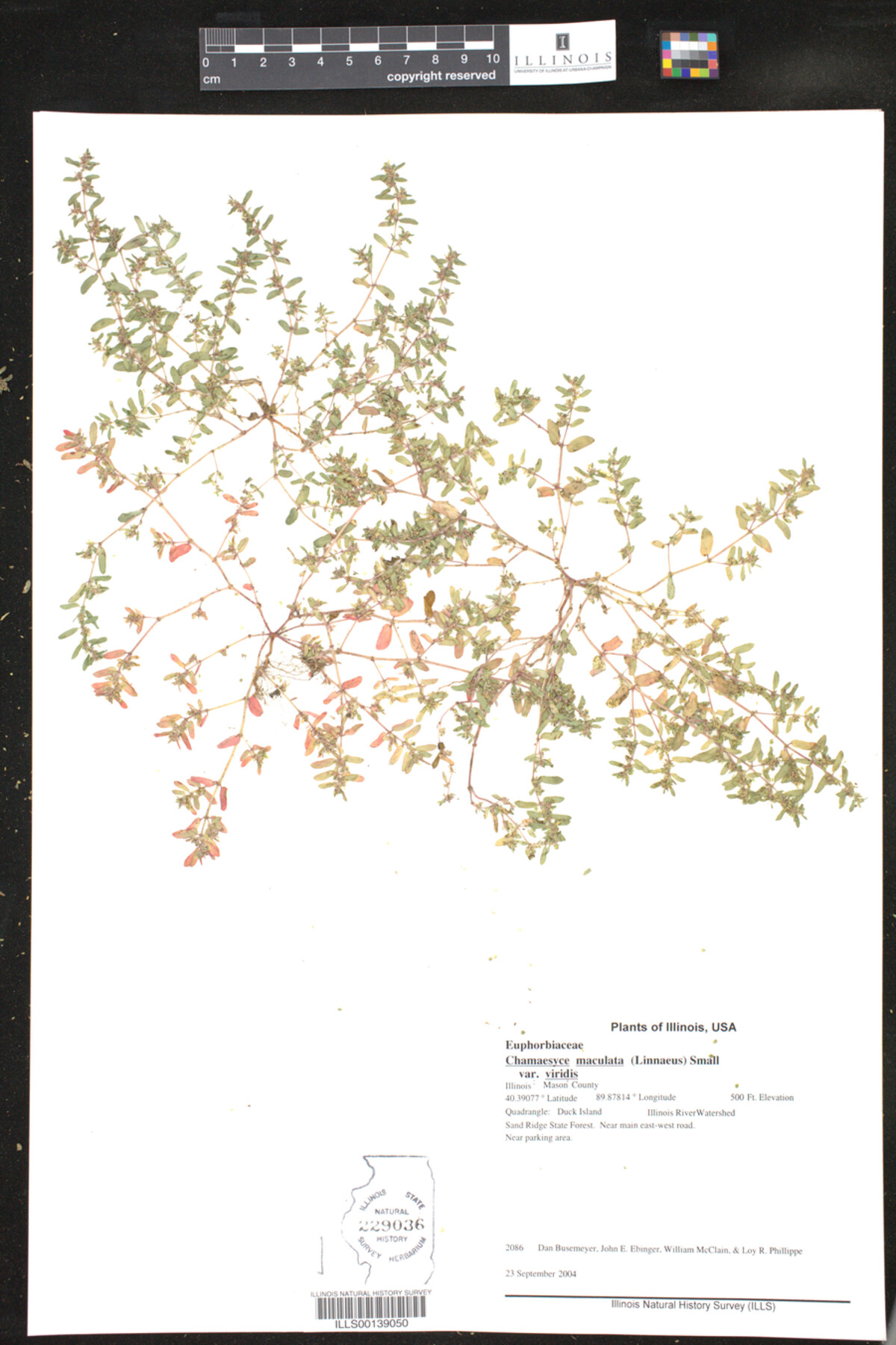 Chamaesyce maculata var. viridis image