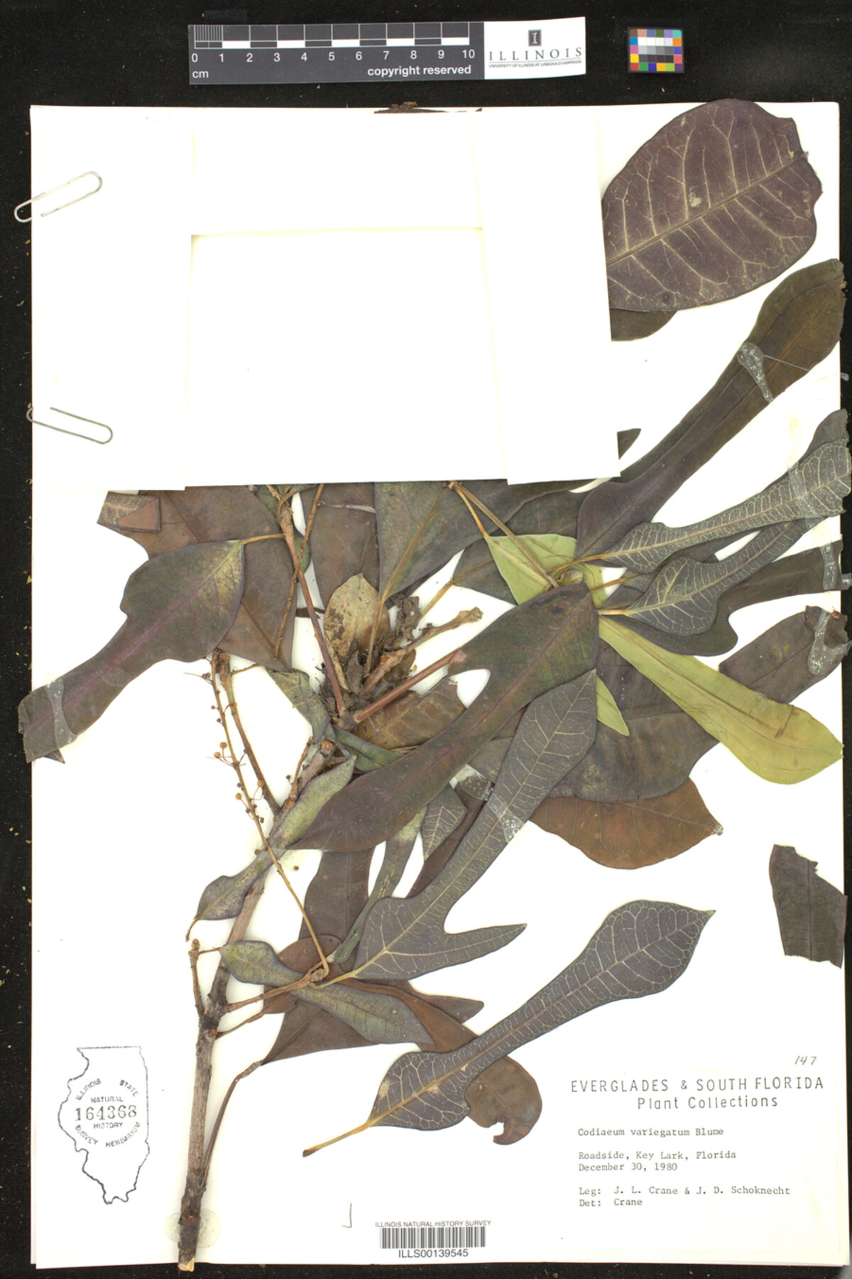 Chamaesyce variegatum image