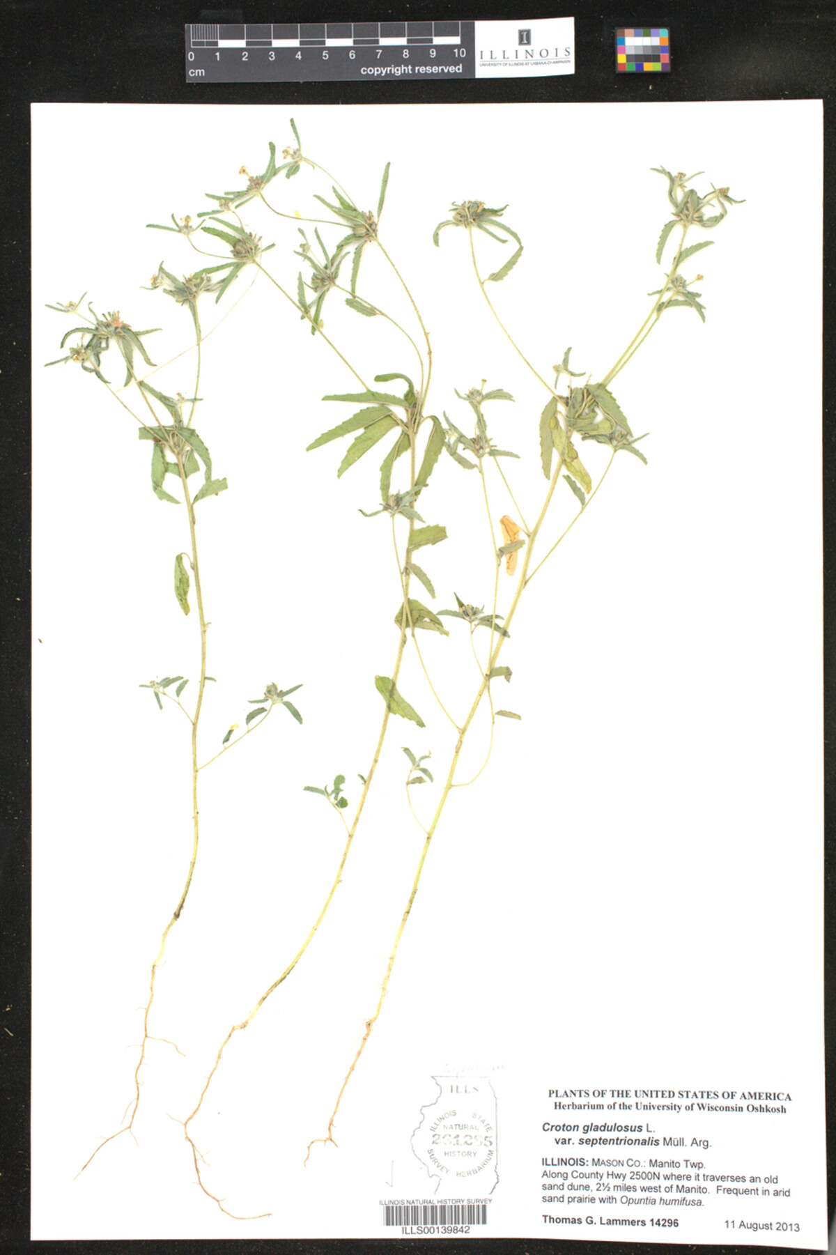 Croton gladulosus var. septentrionalis image
