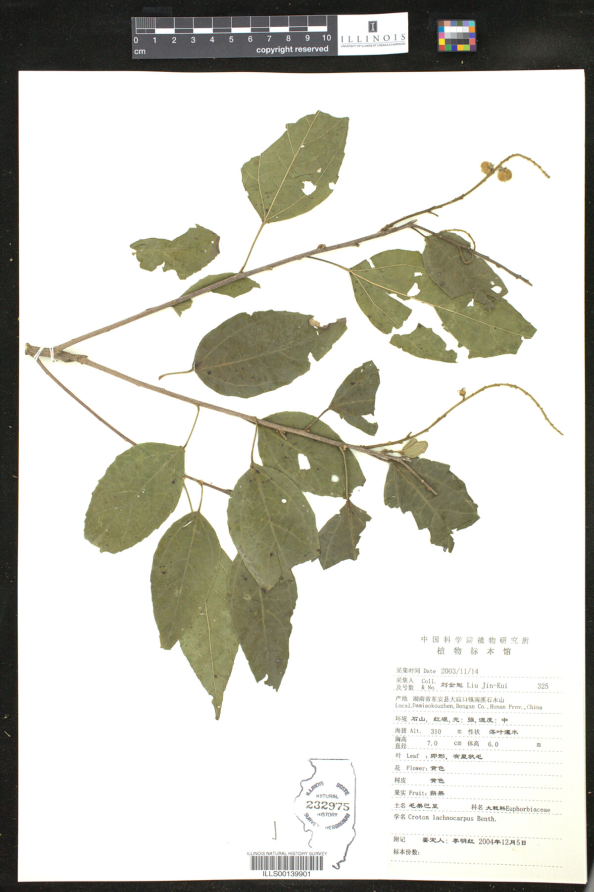 Croton lachnocarpus image