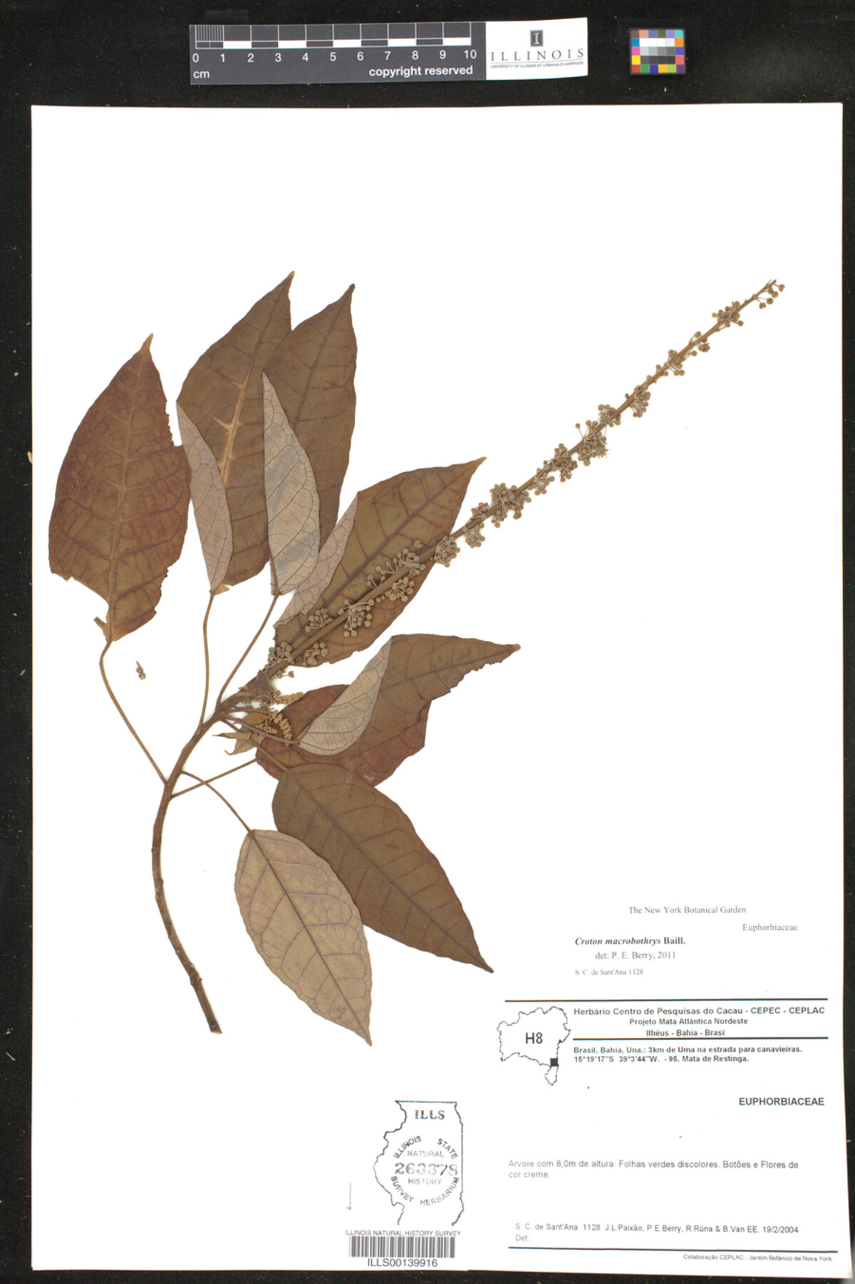Croton macrobothrys image