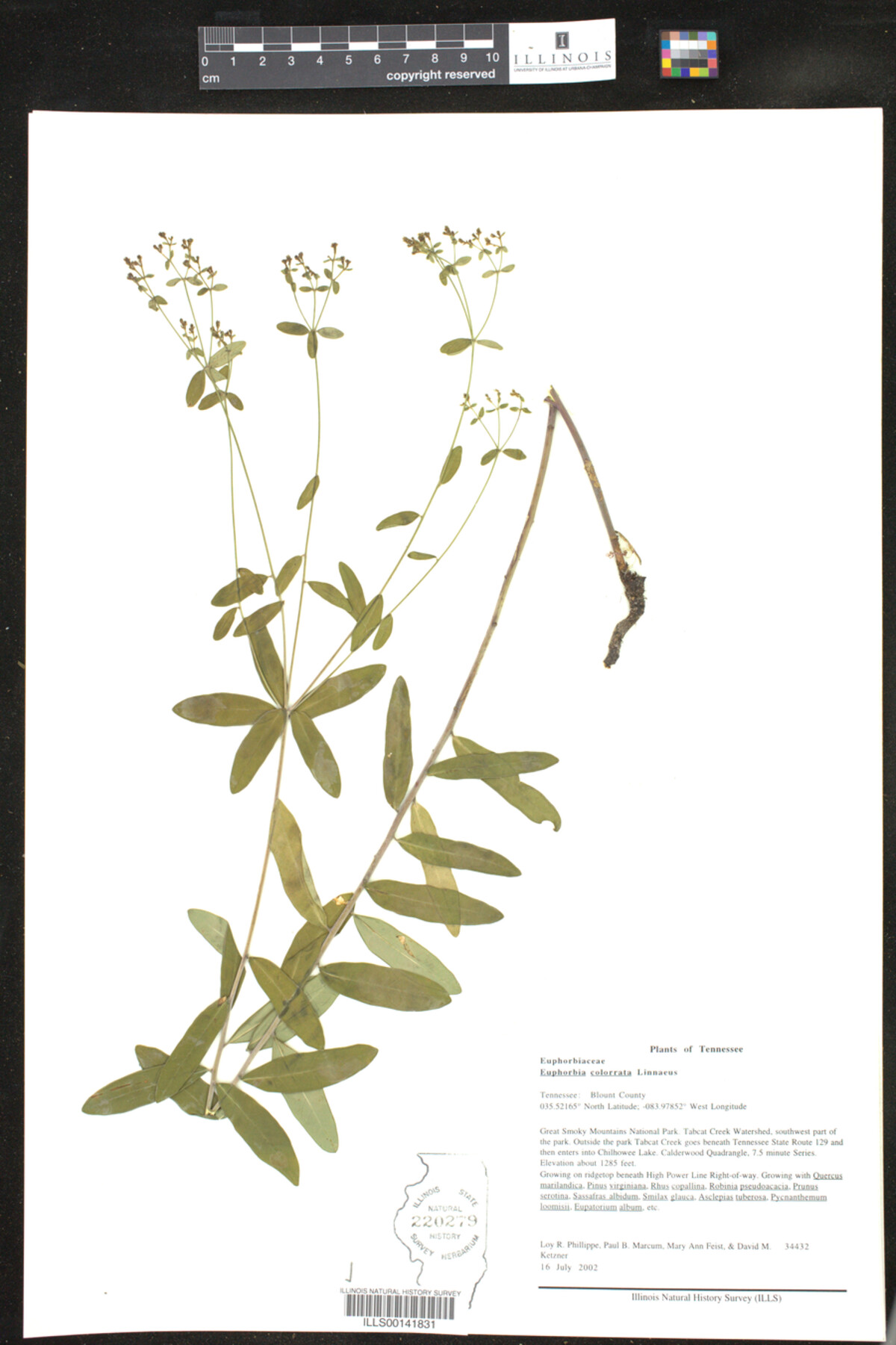 Euphorbia colorrata image