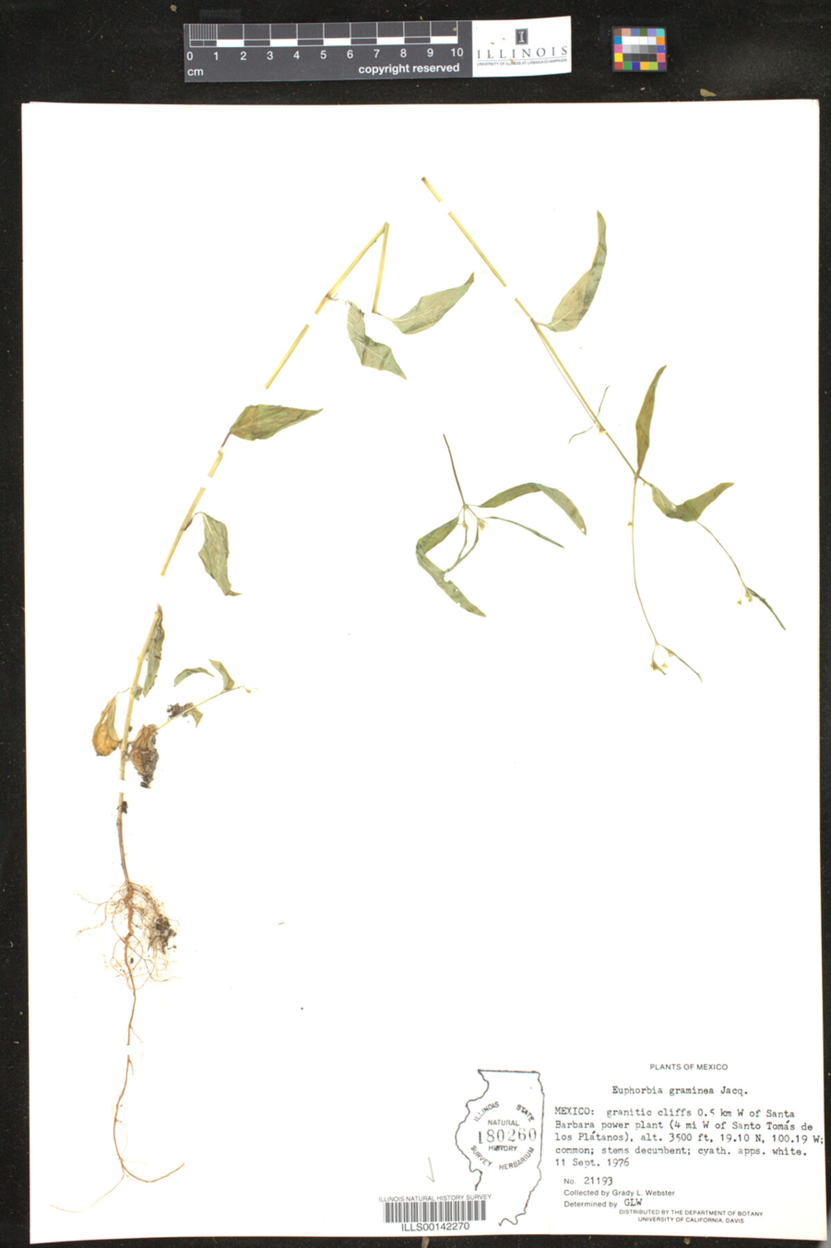 Euphorbia graninea image