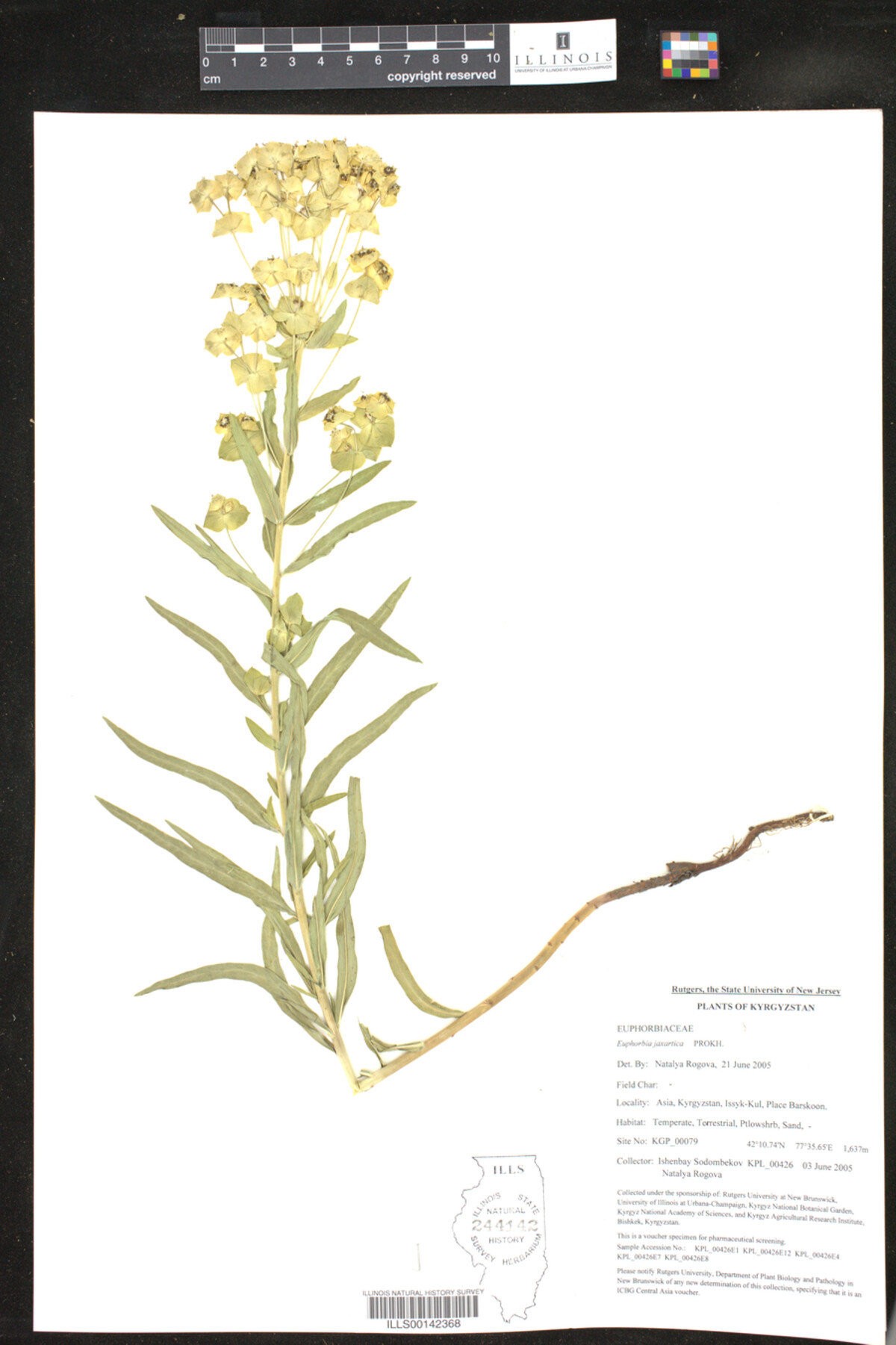 Euphorbia jaxartica image
