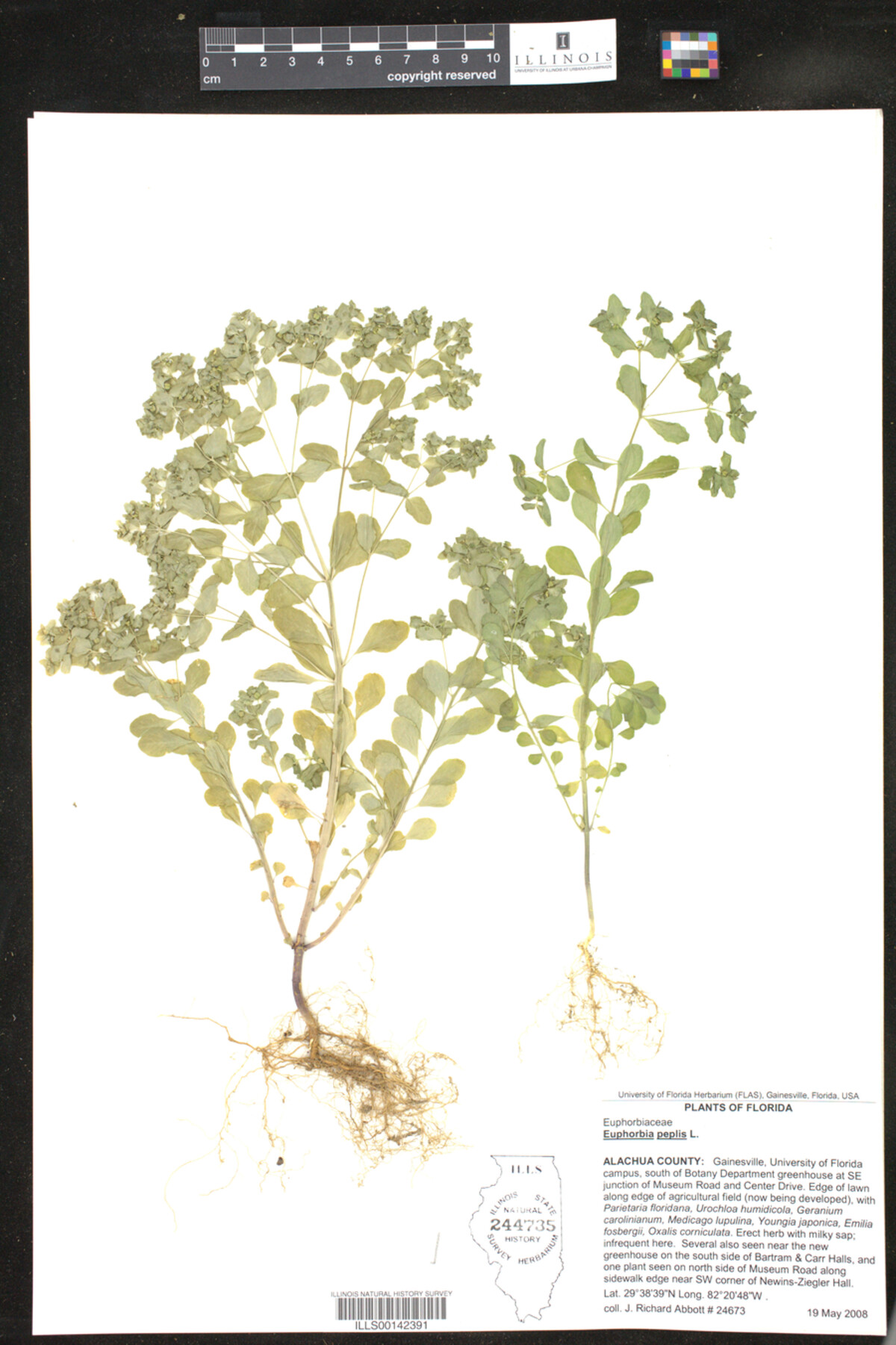 Euphorbia peplis image