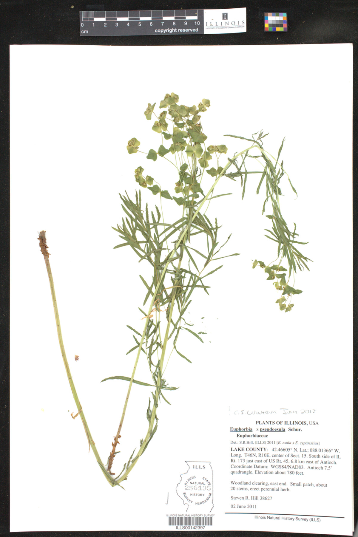 Euphorbia X pseudoesula image