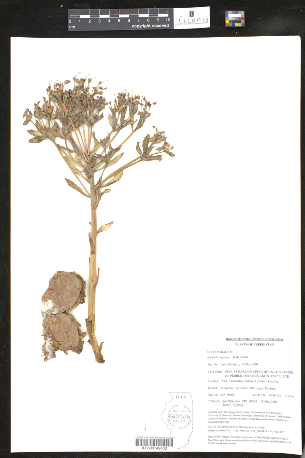 Euphorbia rapulum image